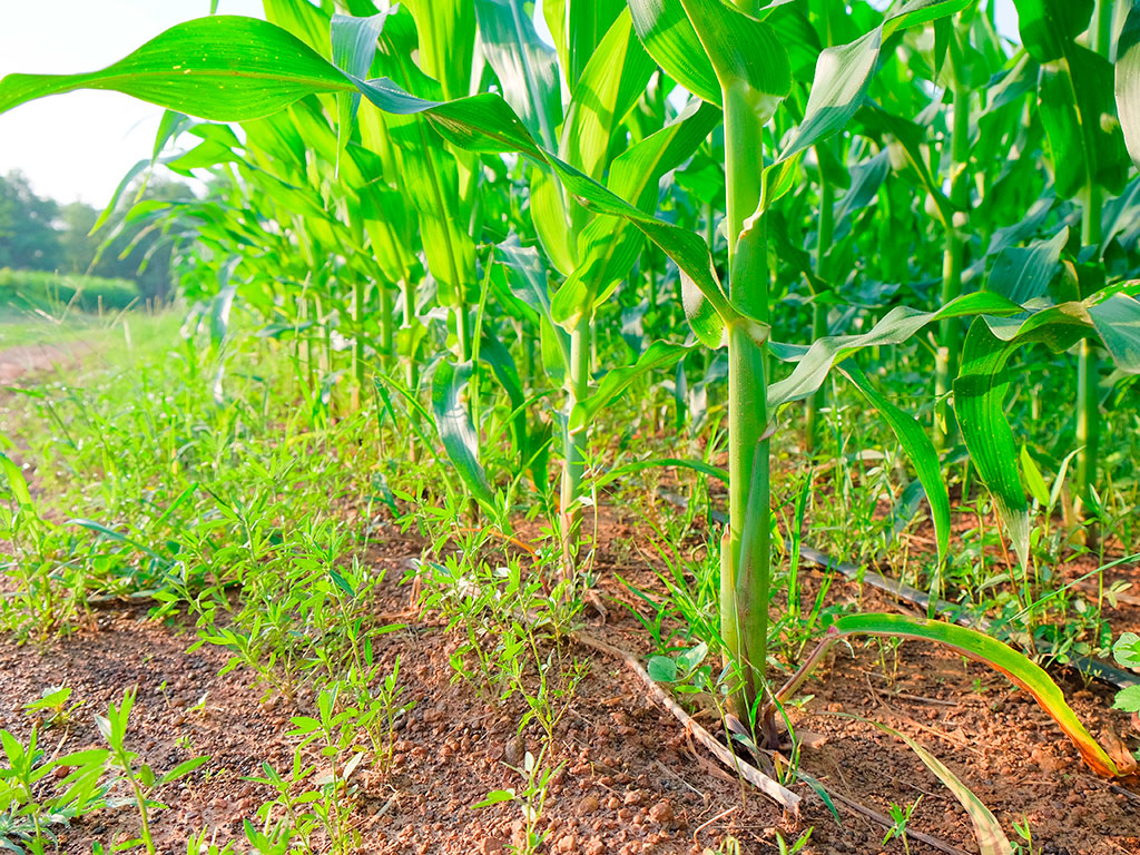NOVO herbicida pré-emergente para SOJA e MILHO